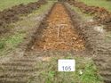 Thumbnail of Photo 1020088 south view of trench 105 taken at Hunts Green Farm