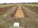 Thumbnail of Photo 1020096 south view of trench 113 taken at Hunts Green Farm