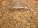 Thumbnail of Photo 1020129 southwest facing section of bioturbation [910403] taken at Hunts Green Farm