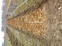 Thumbnail of Photo 1020028 southwest view of trench 88 taken at Hunts Green Farm