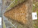 Thumbnail of Photo 1020031 northeast view of trench 88 taken at Hunts Green Farm