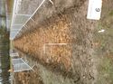 Thumbnail of Photo 1020064 northwest facing representative section of trench 109 taken at Hunts Green Farm