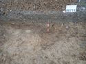 Thumbnail of Photo 020045 east facing section of rooting 906711 taken at Hunts Green Farm