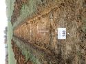 Thumbnail of Photo 050122 northwest view of trench 140 taken at Hunts Green Farm