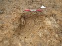 Thumbnail of Photo 100262 northwest facing section of rooting [914704] taken at Hunts Green Farm