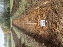 Thumbnail of Photo 100267 southwest view of trench 146 taken at Hunts Green Farm