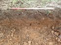 Thumbnail of Photo 100270 west facing representative section of trench 146 taken at Hunts Green Farm