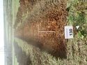Thumbnail of Photo 120395 south view of trench 130 taken at Hunts Green Farm