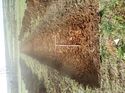 Thumbnail of Photo 120396 south view of trench 130 taken at Hunts Green Farm