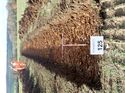 Thumbnail of Photo 120410 west view of trench 125 taken at Hunts Green Farm