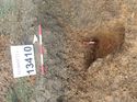 Thumbnail of Photo 130443 east facing section of rooting [913410] taken at Hunts Green Farm
