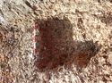 Thumbnail of Photo 130460.jpg west facing section of rooting [913003] taken at Hunts Green Farm