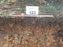 Thumbnail of Photo 130476 north facing representative section of trench 123 taken at Hunts Green Farm
