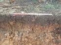 Thumbnail of Photo 130477 north facing representative section of trench 123 taken at Hunts Green Farm