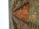Thumbnail of Photo 160495 southwest view of trench 116 taken at Hunts Green Farm
