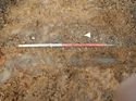 Thumbnail of Photo 160514 south facing section of rooting [912002] taken at Hunts Green Farm