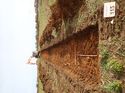 Thumbnail of Photo 160518 east facing section of rooting [911802] taken at Hunts Green Farm