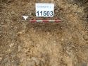 Thumbnail of Photo 170581 west facing section of rooting [911503] taken at Hunts Green Farm