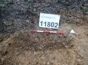 Thumbnail of Photo 170615 south facing section of rooting [911807] taken at Hunts Green Farm