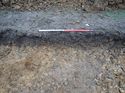Thumbnail of Photo 170618 northeast facing section of rooting [911804] taken at Hunts Green Farm