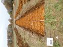 Thumbnail of Photo 180629 north view of trench 1 taken at Hunts Green Farm