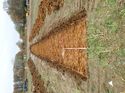 Thumbnail of Photo 180631 north view of trench 1 taken at Hunts Green Farm