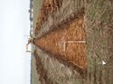Thumbnail of Photo 180659 south view of trench 14 taken at Hunts Green Farm