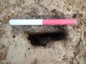 Thumbnail of Photo 190681 south facing section of posthole [901204] taken at Hunts Green Farm
