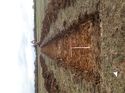 Thumbnail of Photo 190689 east view of trench 31 taken at Hunts Green Farm