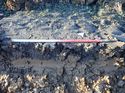Thumbnail of Photo 190744 southeast facing representative section of trench 5 taken at Hunts Green Farm