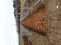 Thumbnail of Photo 200748 southwest view of trench 5 taken at Hunts Green Farm