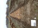 Thumbnail of Photo 200759 south view of trench 11 taken at Hunts Green Farm