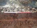Thumbnail of Photo 230824 north facing representative section of trench 28 taken at Hunts Green Farm