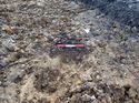 Thumbnail of Photo 230878 south facing section of geological deposit [901802] taken at Hunts Green Farm