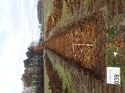 Thumbnail of Photo 230881 northwest view of trench 39 taken at Hunts Green Farm