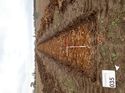 Thumbnail of Photo 240912 east view of trench 33 taken at Hunts Green Farm