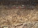 Thumbnail of Photo 240983 east facing section of rooting [903904] taken at Hunts Green Farm