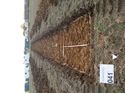 Thumbnail of Photo 240992 south view of trench 41 taken at Hunts Green Farm