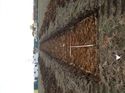 Thumbnail of Photo 240993 south view of trench 41 taken at Hunts Green Farm