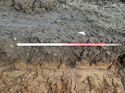 Thumbnail of Photo 240997 west facing representative section of trench 41 taken at Hunts Green Farm