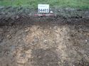 Thumbnail of Photo 301206 east facing section of rooting [904905] taken at Hunts Green Farm