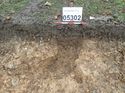 Thumbnail of Photo 301230 north facing section of ditch/rooting [903502] taken at Hunts Green Farm