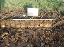 Thumbnail of Photo 011284 southwest facing representative section of trench 61 taken at Hunts Green Farm