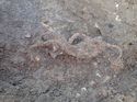 Thumbnail of Photo 011288 detail of industrial/other deposit in trench 73 taken at Hunts Green Farm
