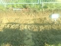 Thumbnail of Photo 061308  [211003] furrow post excavation facing north