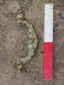 Thumbnail of HANDLE FROM THE COFFIN OF 1ST EARL ROSSE BARON OF OXMANTOWN