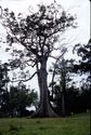 Thumbnail of Witch-tree' shrine