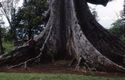 Thumbnail of Witch-tree' shrine with person
