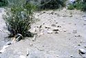 Thumbnail of Oldogom (Lake Eyasi NE)