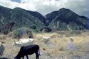 Thumbnail of Gisamajeng Tatoga cattle